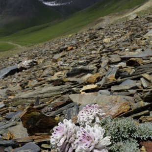 Corydalis fedtschenkoanus